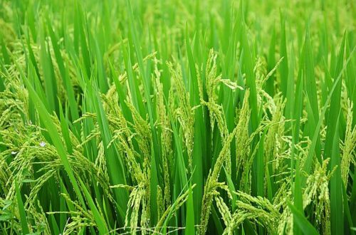 出版社与网站需加强电子书付费业务合作