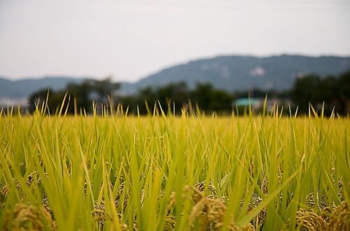塑料E Ink电子书明年上市(图)